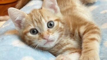 kitten