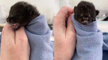 kitten