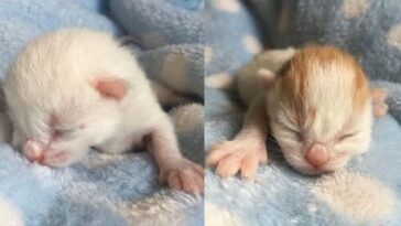 kitten