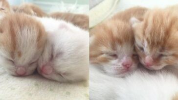 kitten