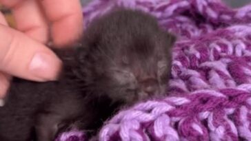 kitten