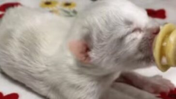 kitten