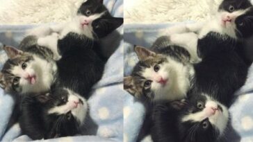 kitten