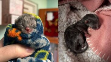 kitten