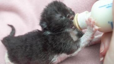 kitten