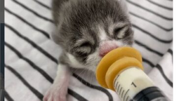 kitten