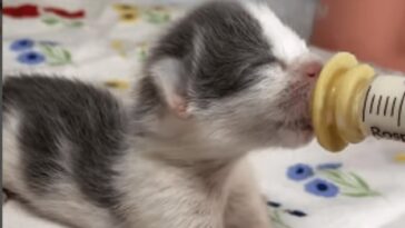 kitten