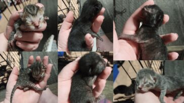 kitten