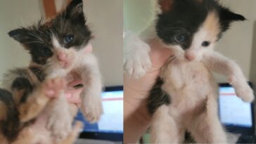 kitten