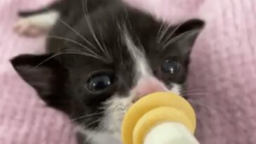 kitten