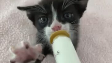 kitten
