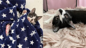 kitten