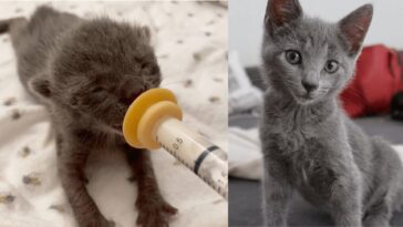 kitten