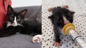 kitten