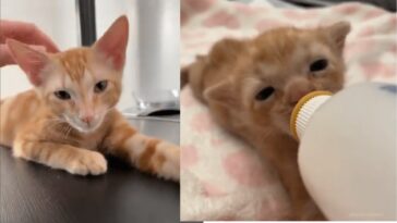 kitten
