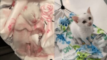 kitten