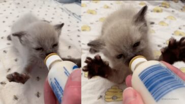 kitten