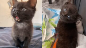 kitten