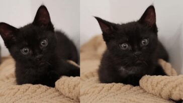 kitten