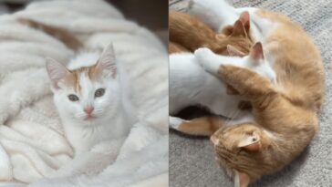 kitten