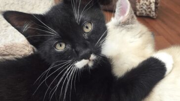kitten