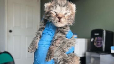 kitten