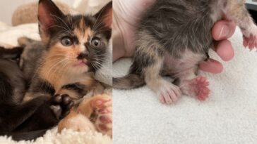 kitten