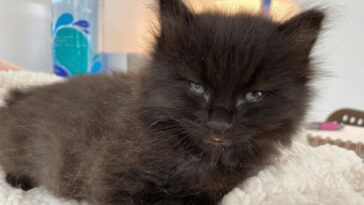 kitten