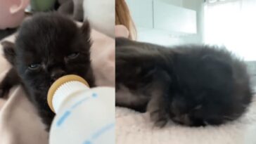 kitten