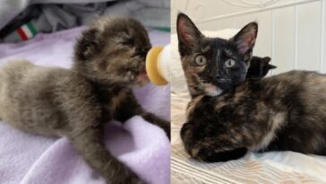 kitten