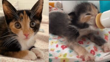 kitten