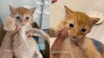 kitten