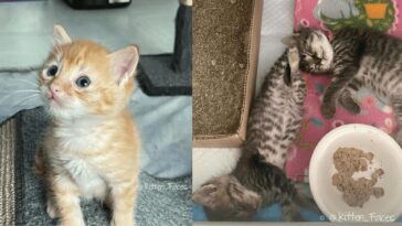 kitten