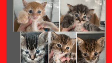 kitten
