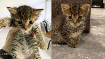 kitten