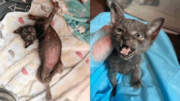kitten