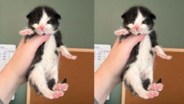 kitten
