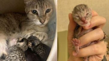 kitten