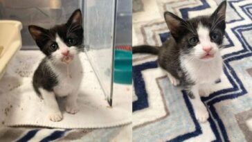 kitten