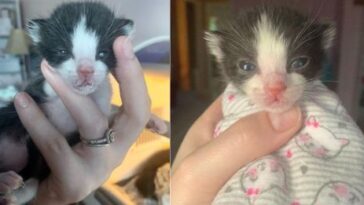 kitten