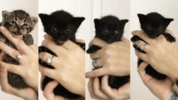 kitten