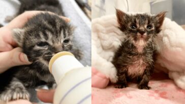 kitten