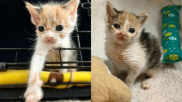 kitten