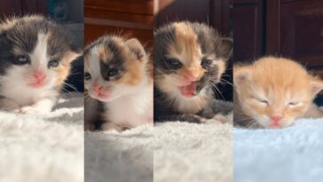 kitten