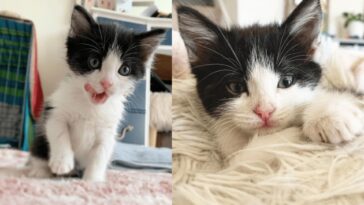 kitten