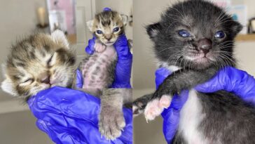 kitten
