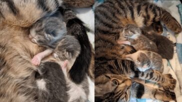 kitten