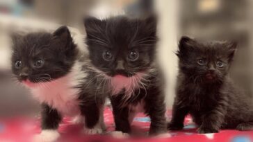 kitten