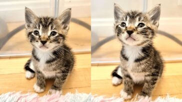 kitten