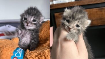 kitten